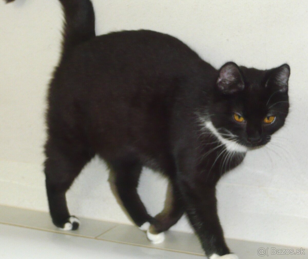 Čaká na dobrú rodinku - 5