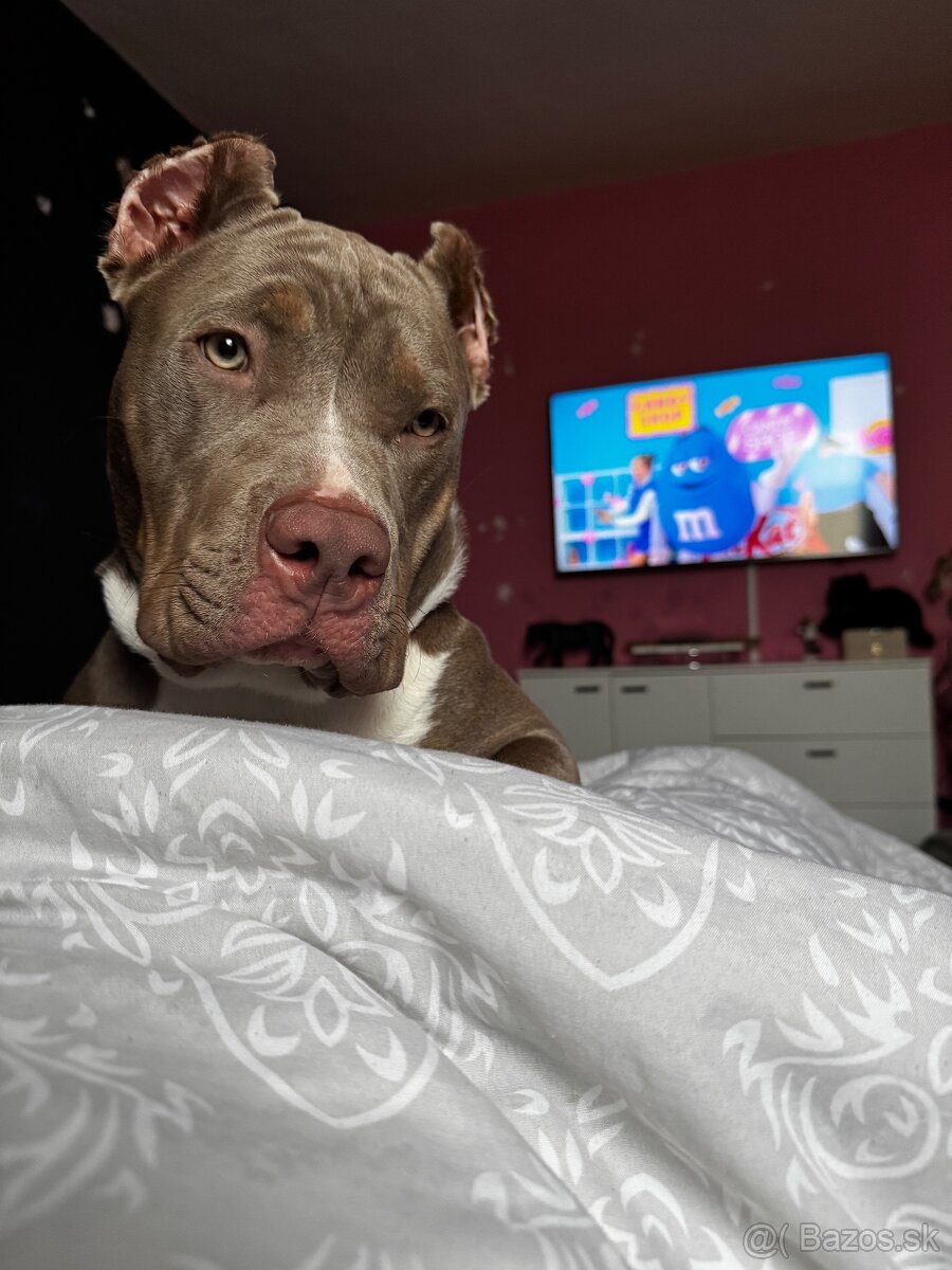 American bully xl lilac tricolor - 5