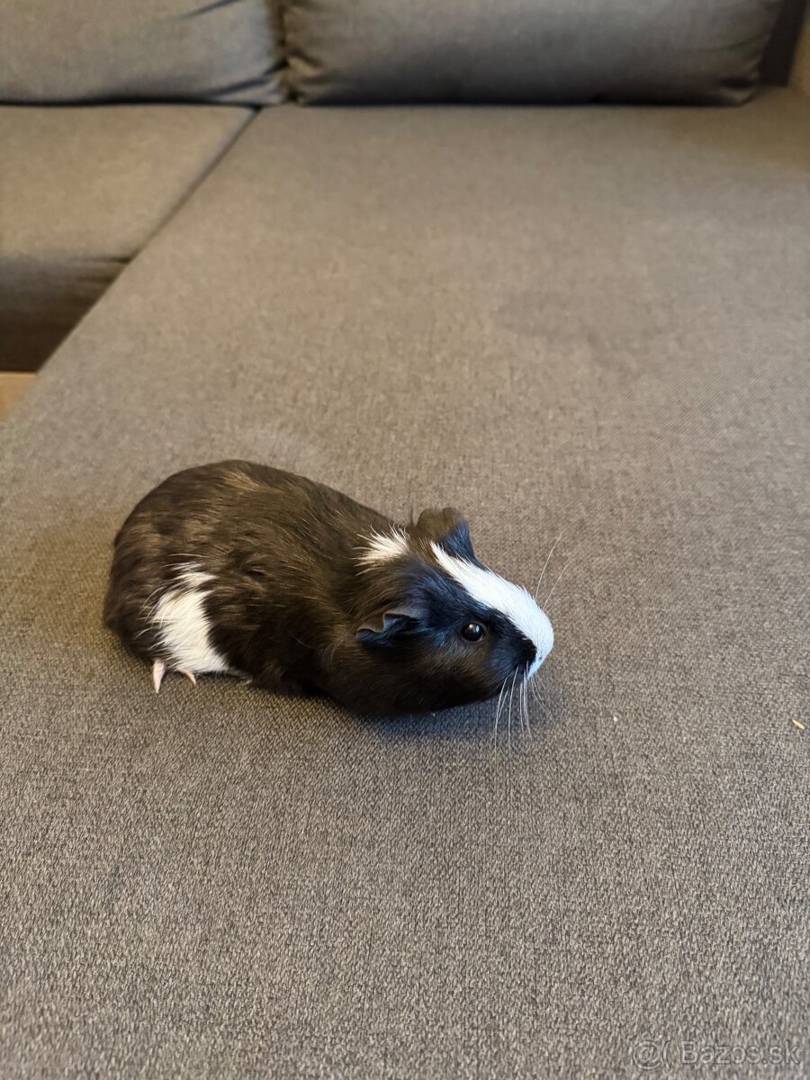 Morské prasiatka - 5