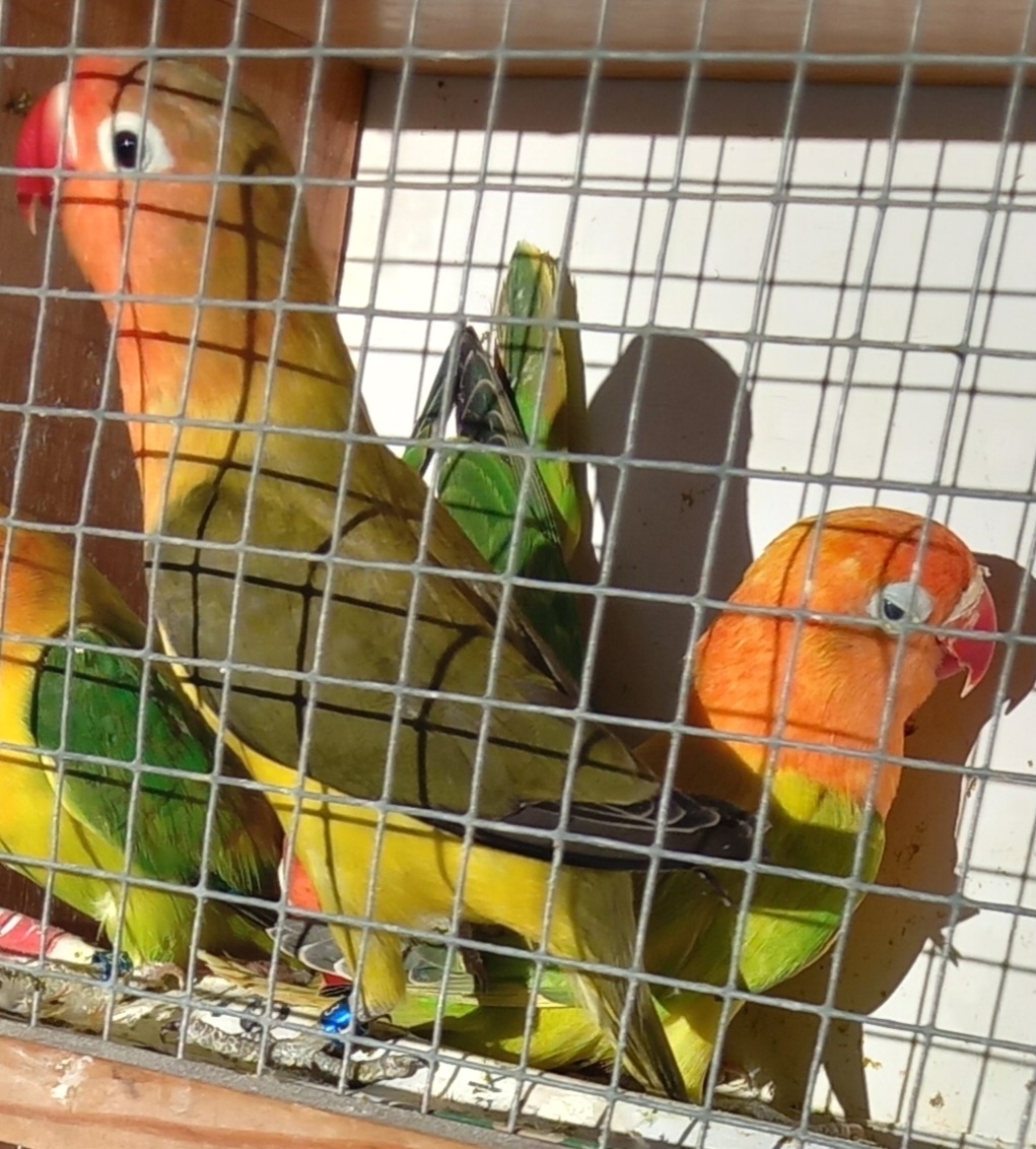 Agapornisy fischeri a škraboškové - 5