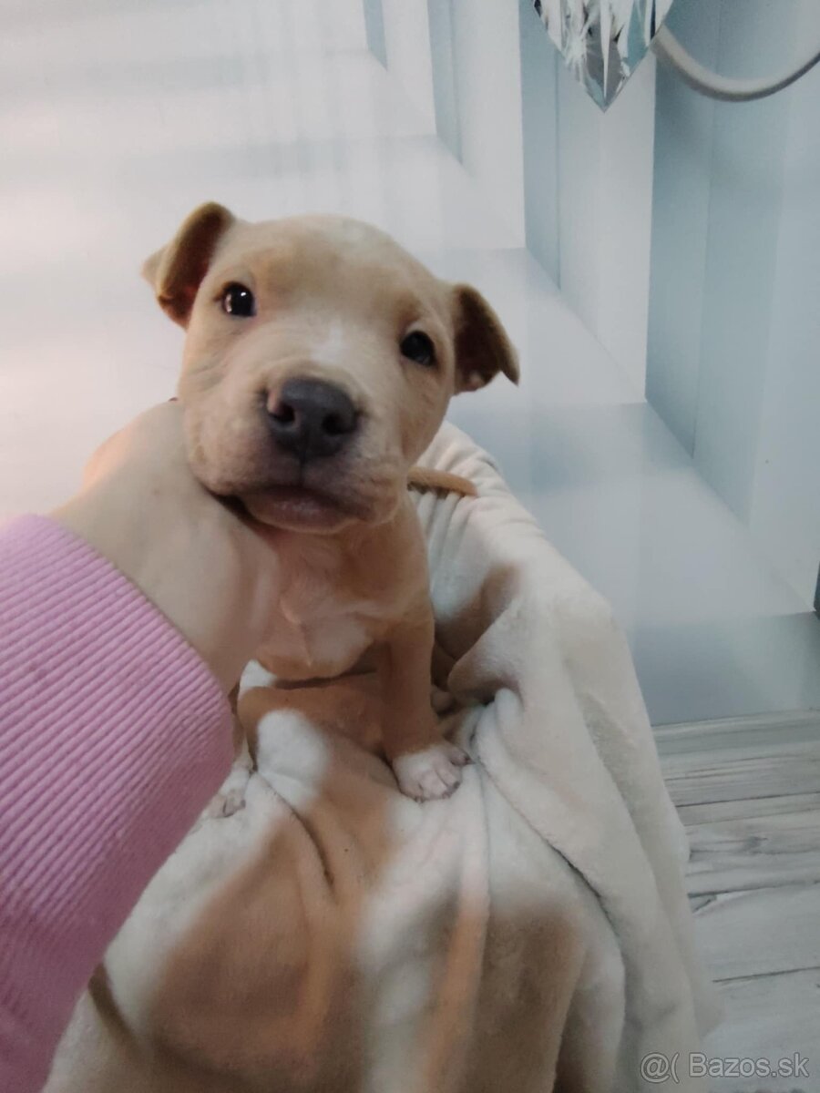 Predám Americký stafford XL - 5