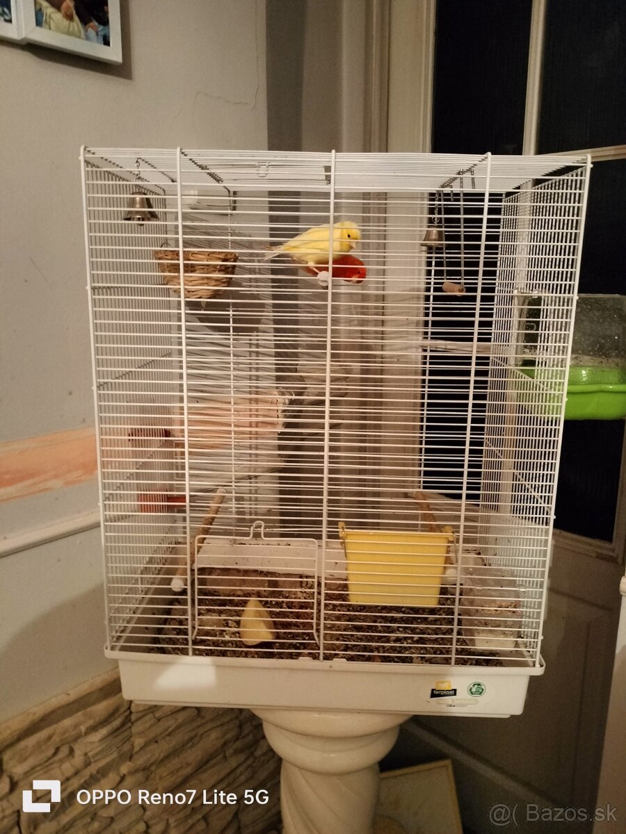 Predám kanáriky - 5