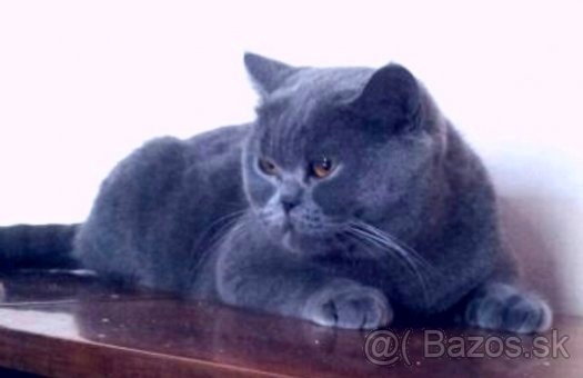 Britská modrá mačka - mačiatka - 5