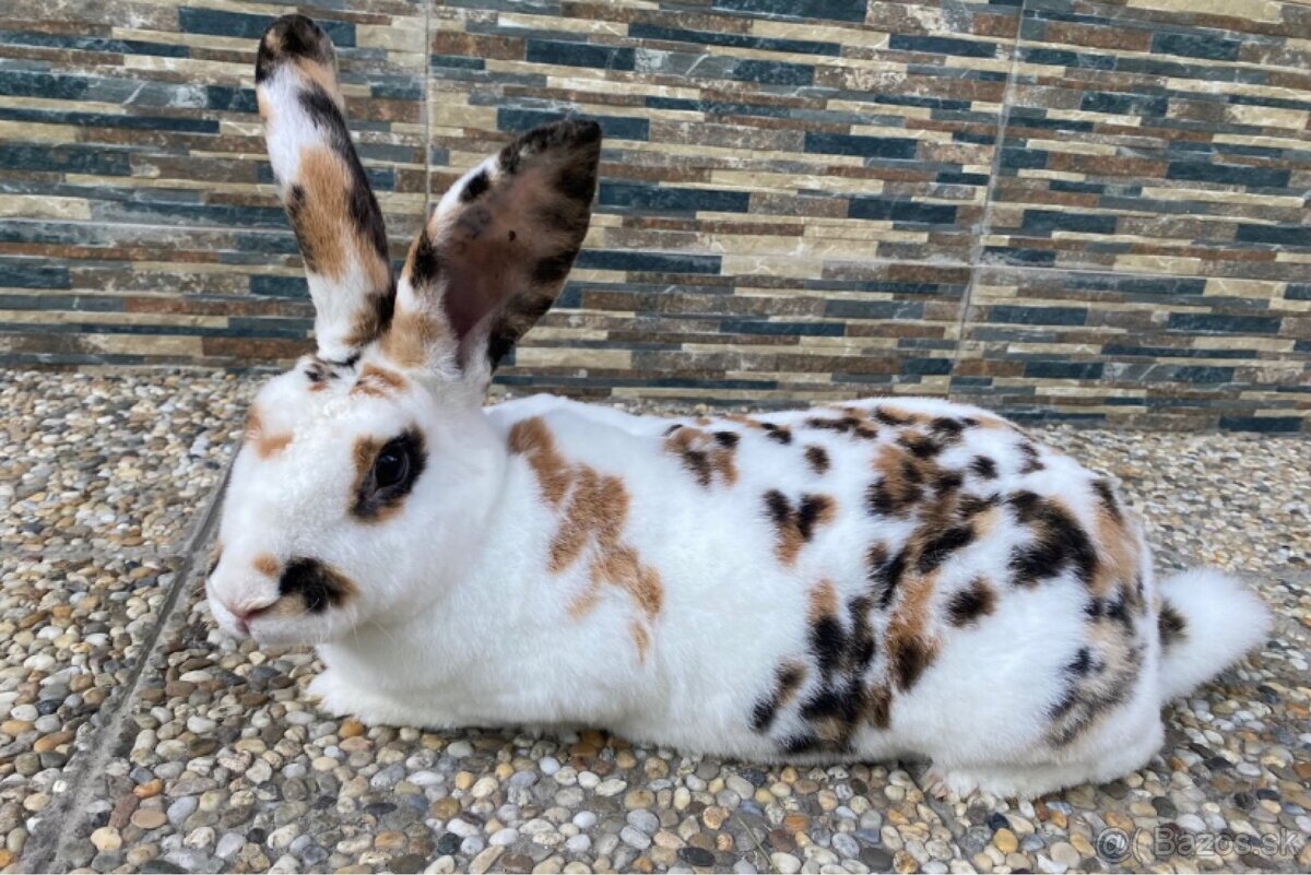 Hyla x Burgundsky x Dalmatinsky rex - 5