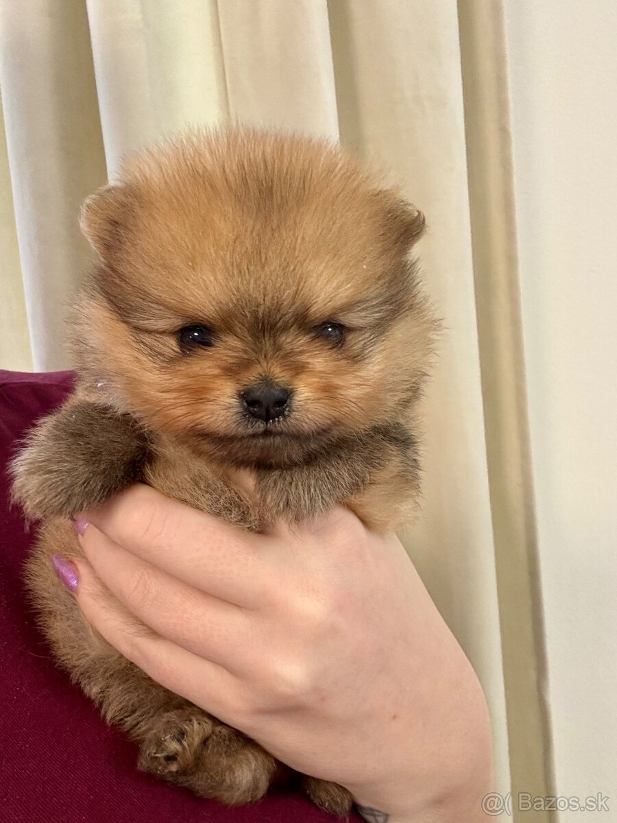 Pomeranian s PP - fenečka - 5