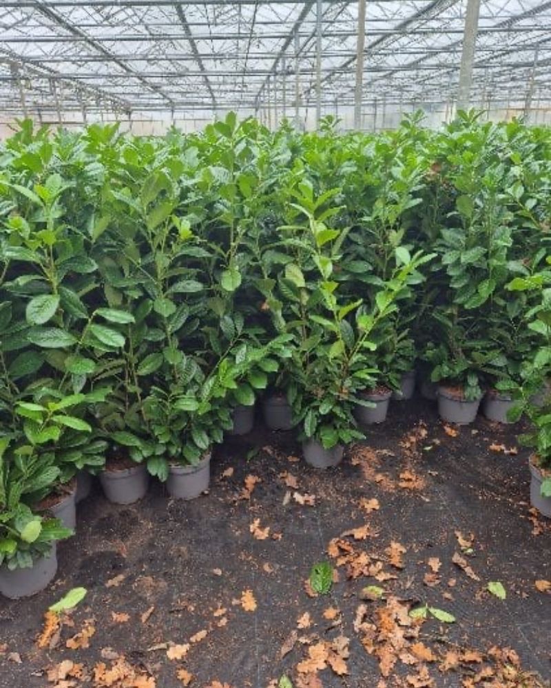 VAVRÍNOVEC LEKÁRSKY NOVITA - DOVOZ DO 48H - 5