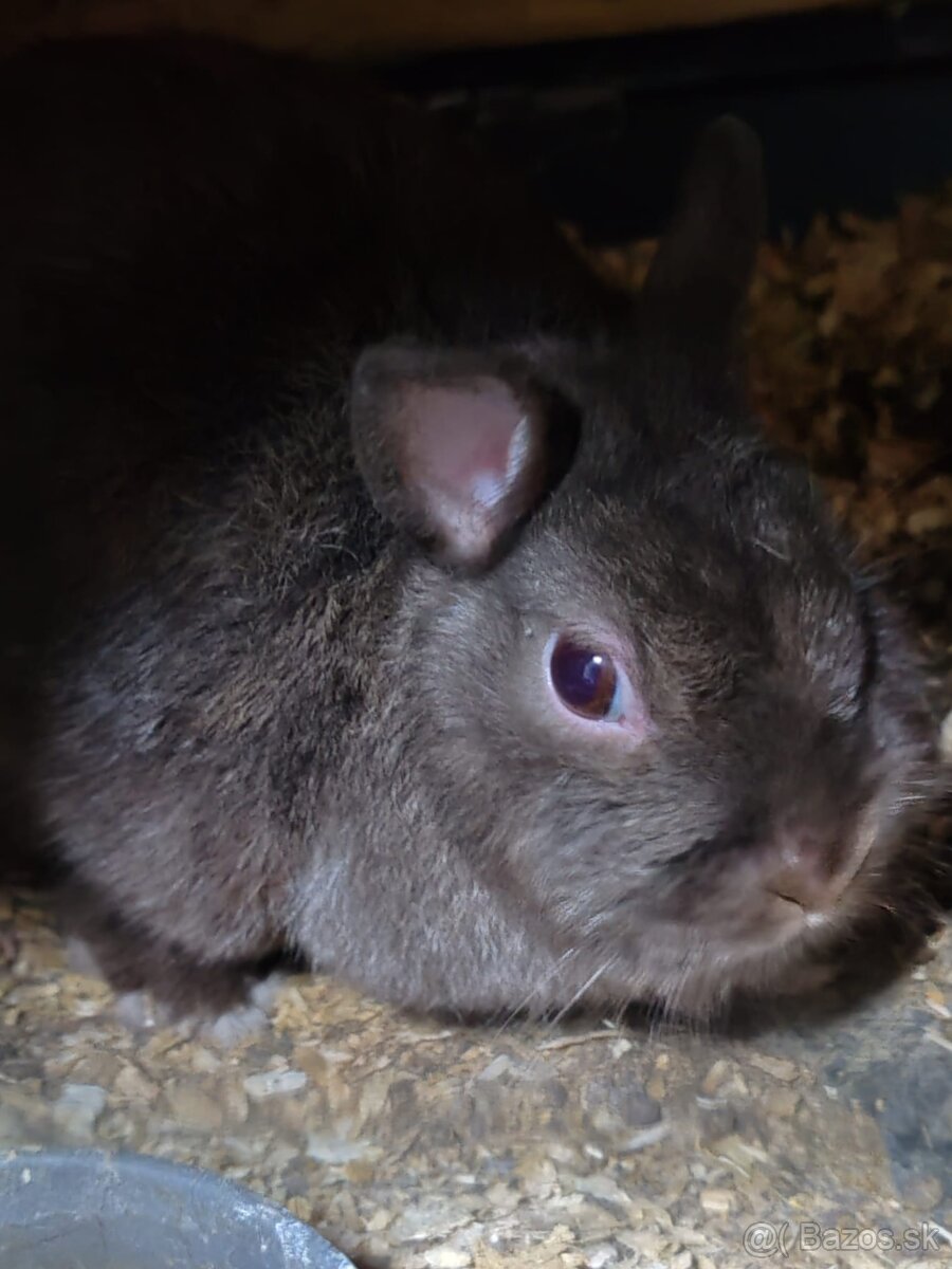 Zakrsle kraliky (cely chov) - 5