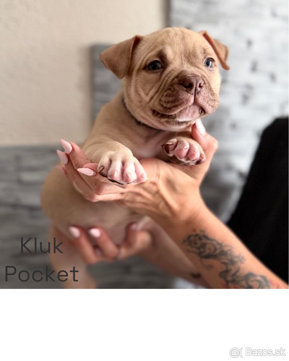 American Bully s PP - 5
