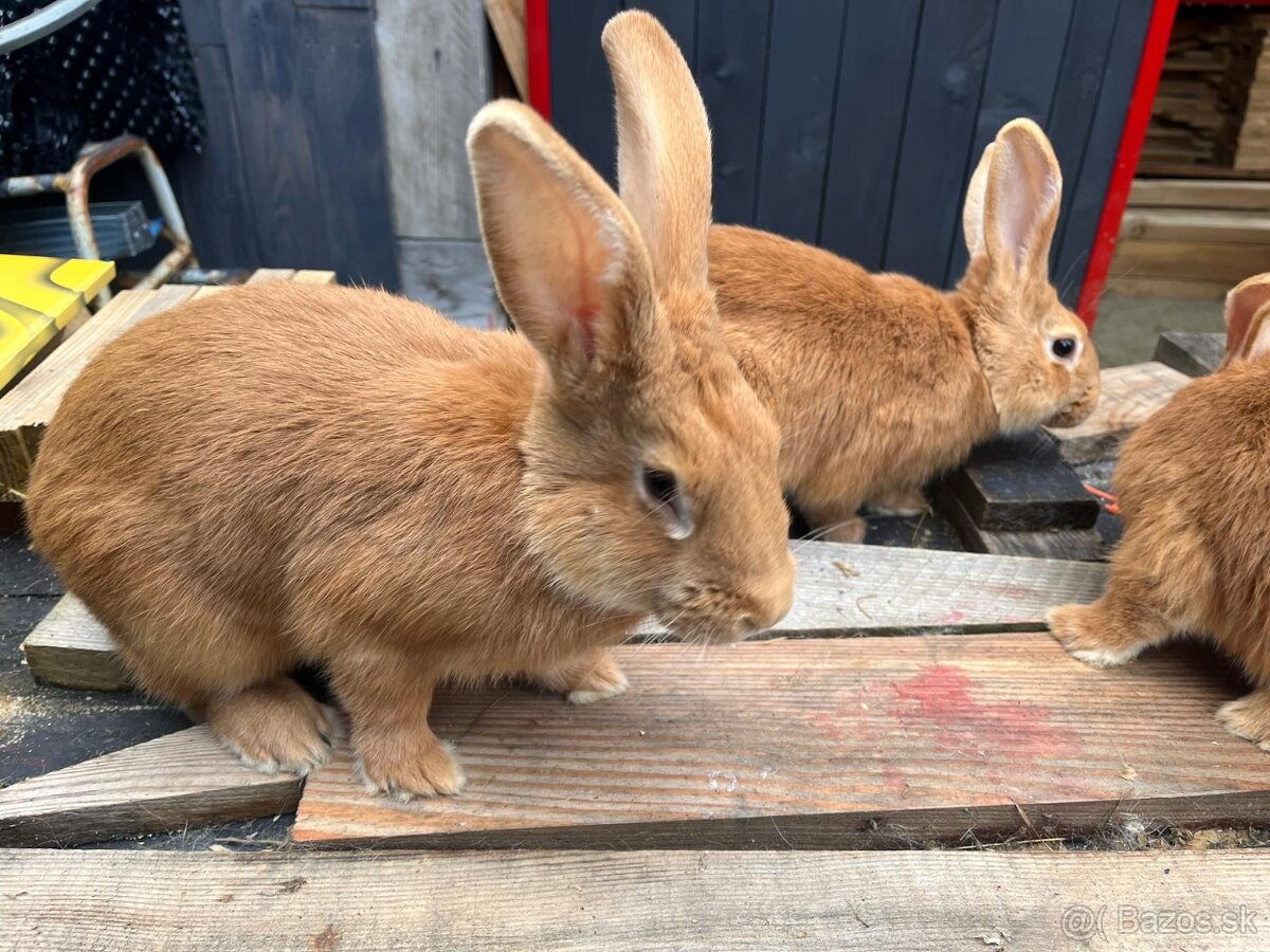 Predám Burgundské králiky - 5