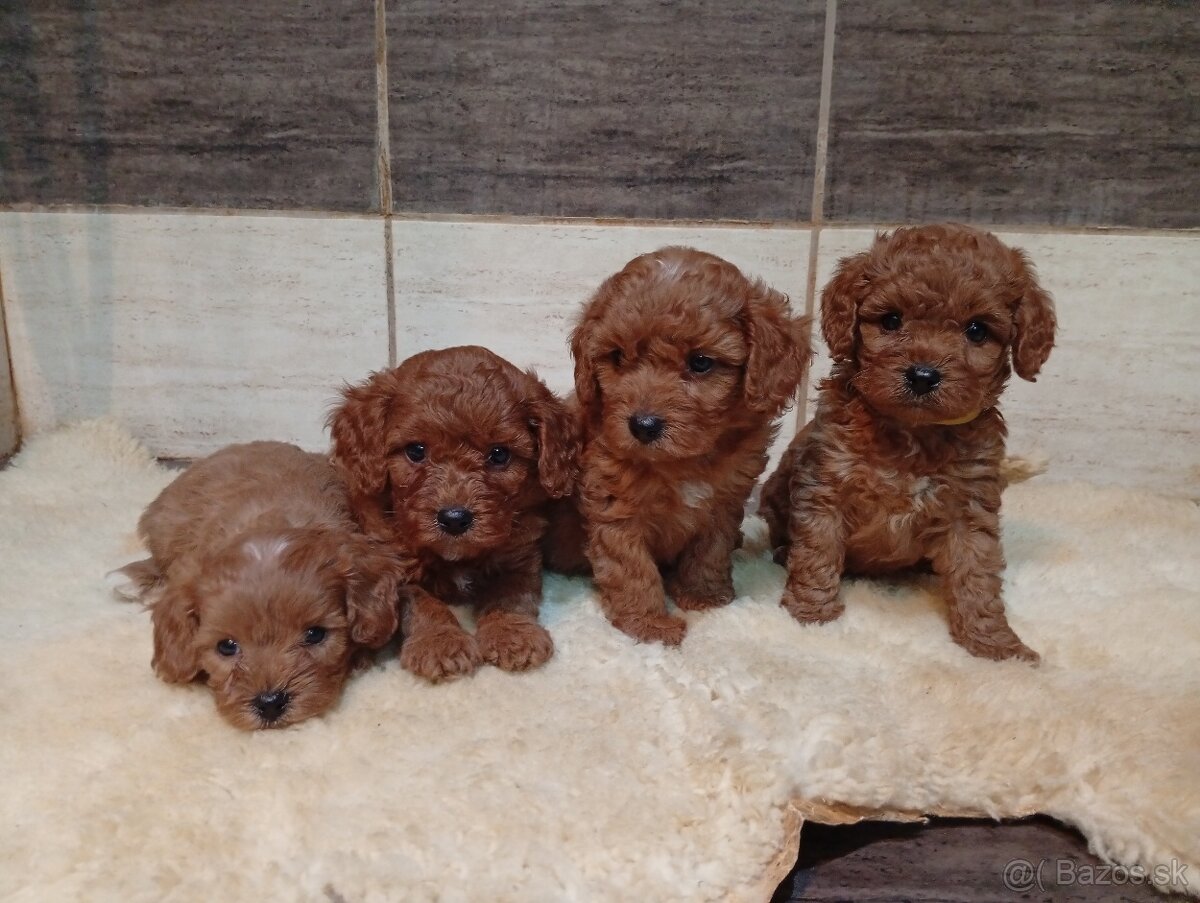 Cavapoo - 5