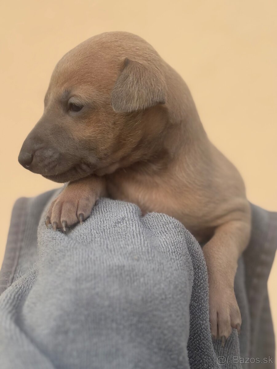 Taliansky chrtik - 5