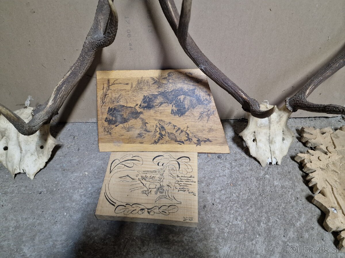 Predám Zhody, parožie,trofeje - 5