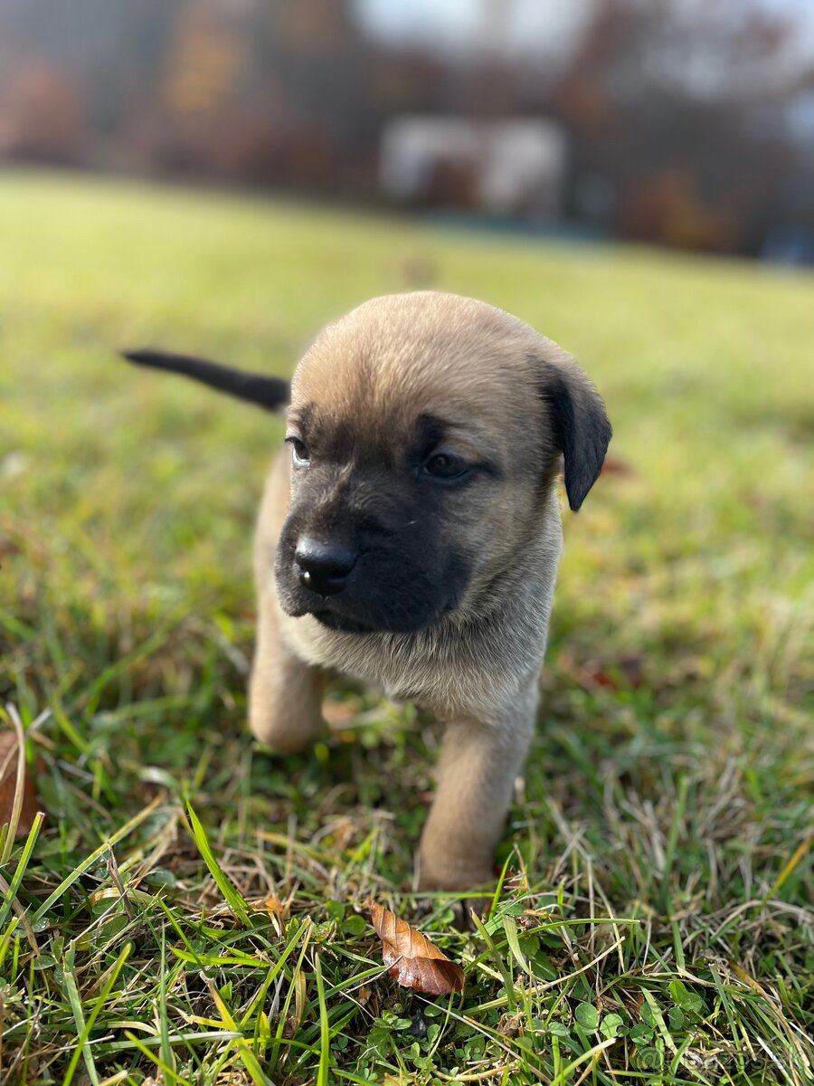 Hľadáme domov pre šteniatka ❤️ - 5