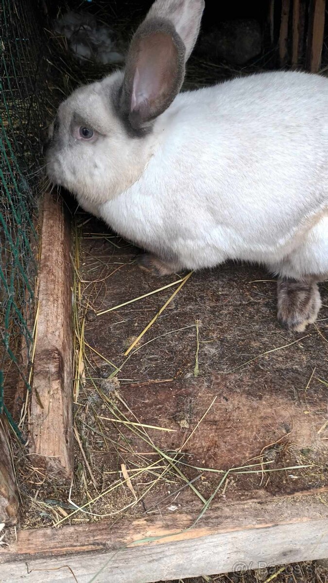 Predám zajace na ďalší chov - 5
