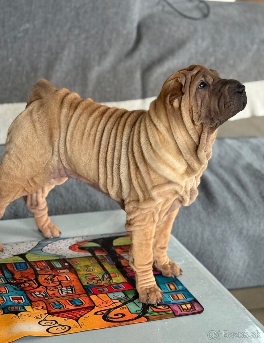 Šteniatka Shar Pei po rodičoch Európskych šampiónov na preda - 5