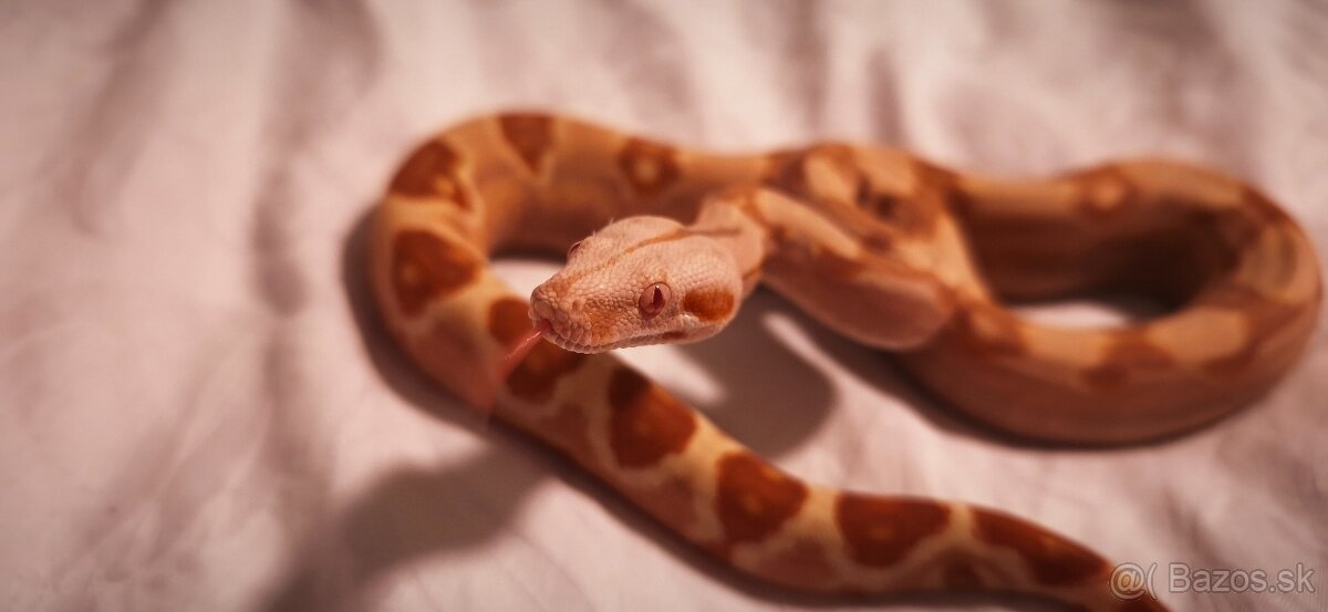 Velhad kralovsky sunglow - 5