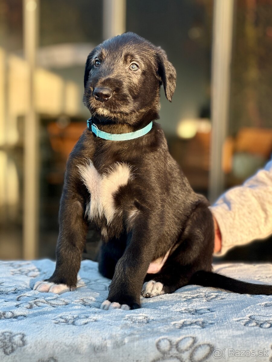 Írsky vlkodav s PP - 5