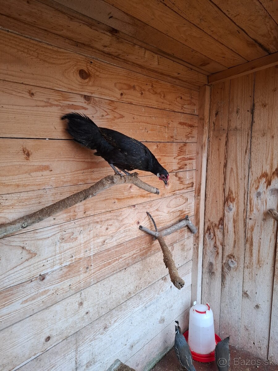 Fenixky, sliepky - 5