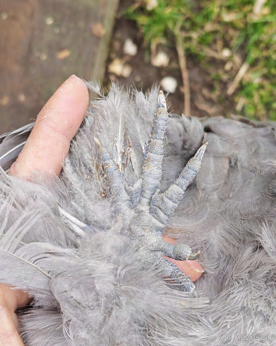 Kohútik USA satin - 5