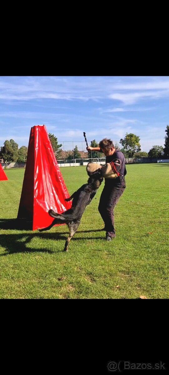 Nemecký ovčiak s PP - 5