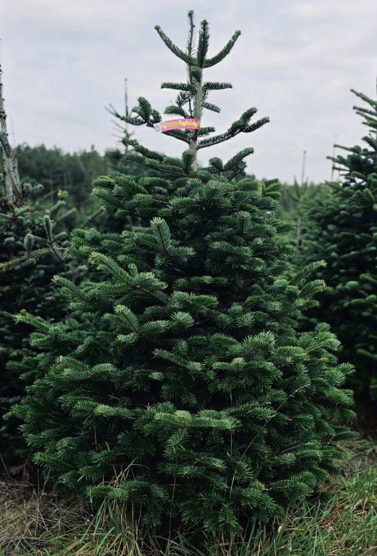 Kaukazská jedľa v kvetináči 1,50-1,80 smrekové vianočný stro - 5