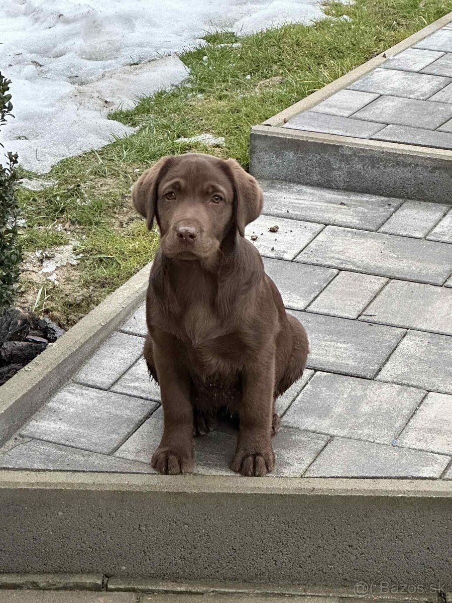 Labrador šteniatka - 5