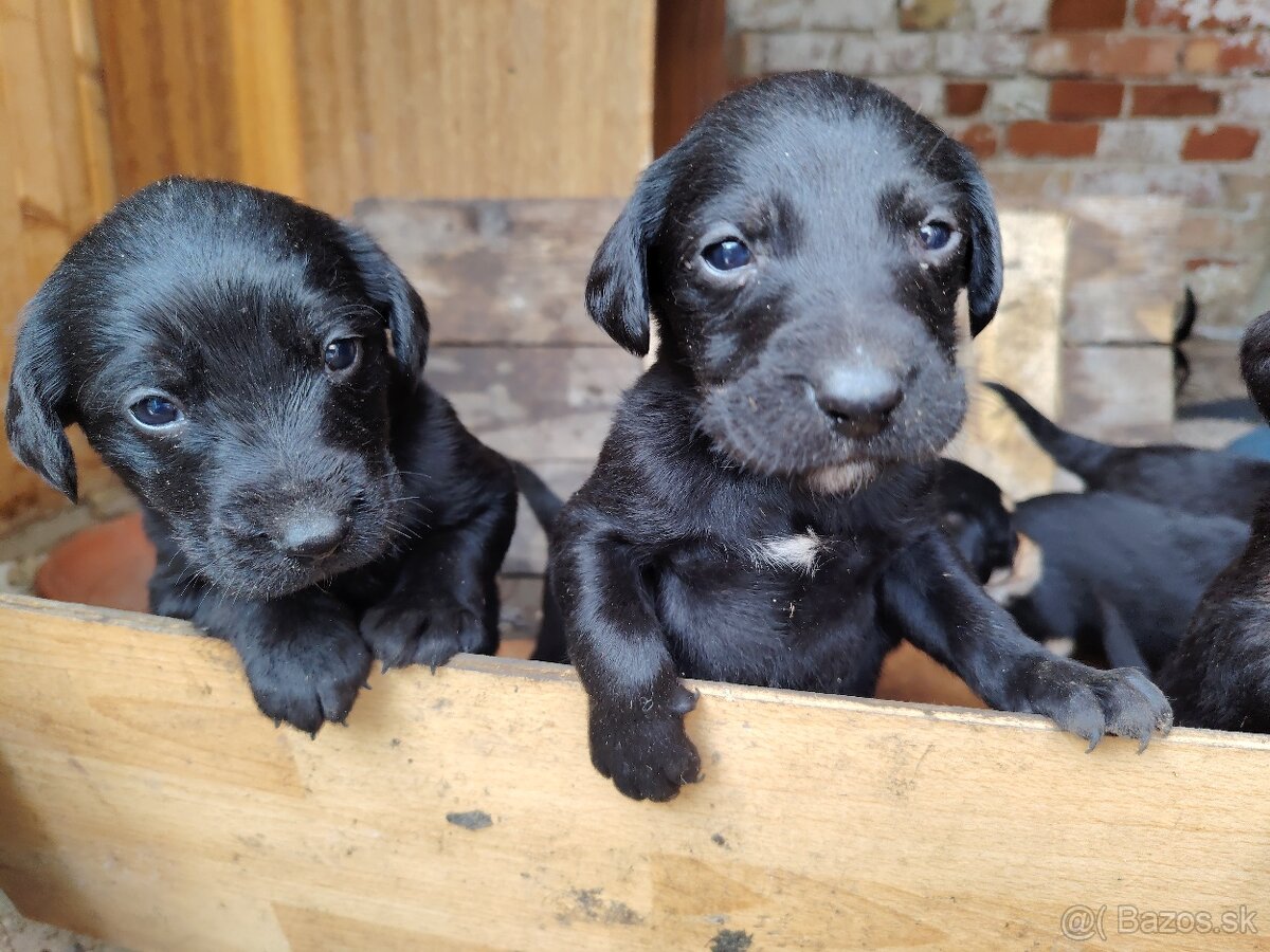 Slovenský kopov + zlatý retriever - 5