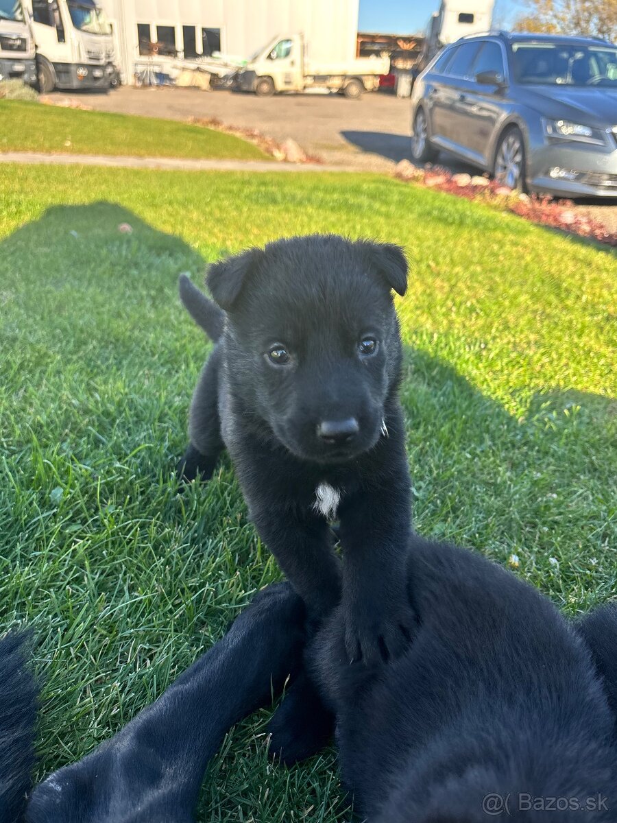 Šteniatka Nemecký ovčiak bez PP - 5