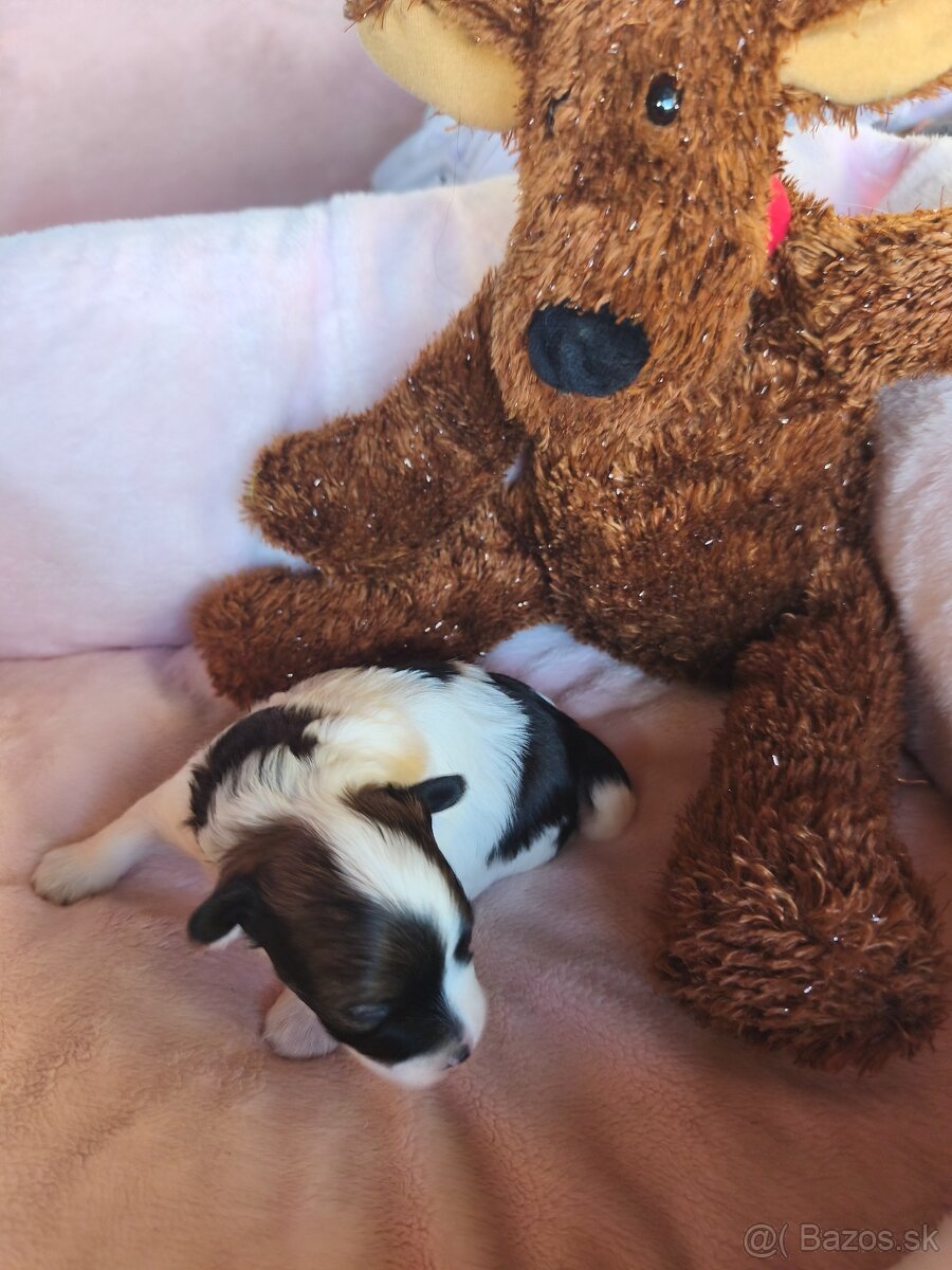 Čínsky chocholatý pes - 5