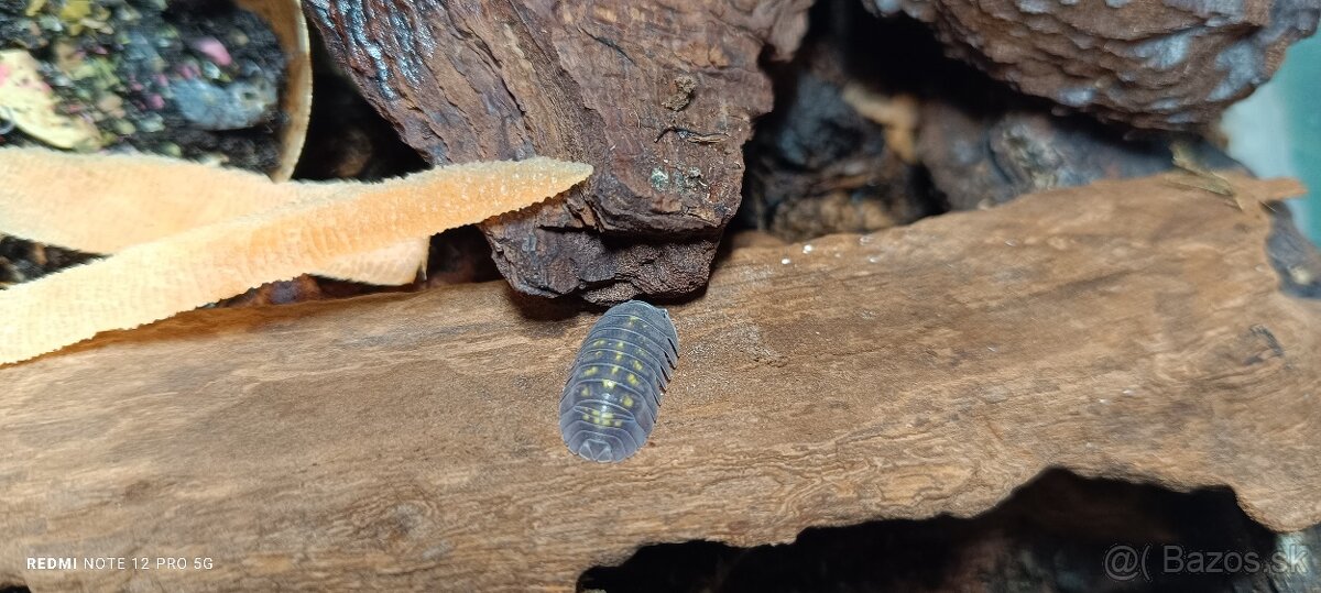 Isopoda celý chov - 5