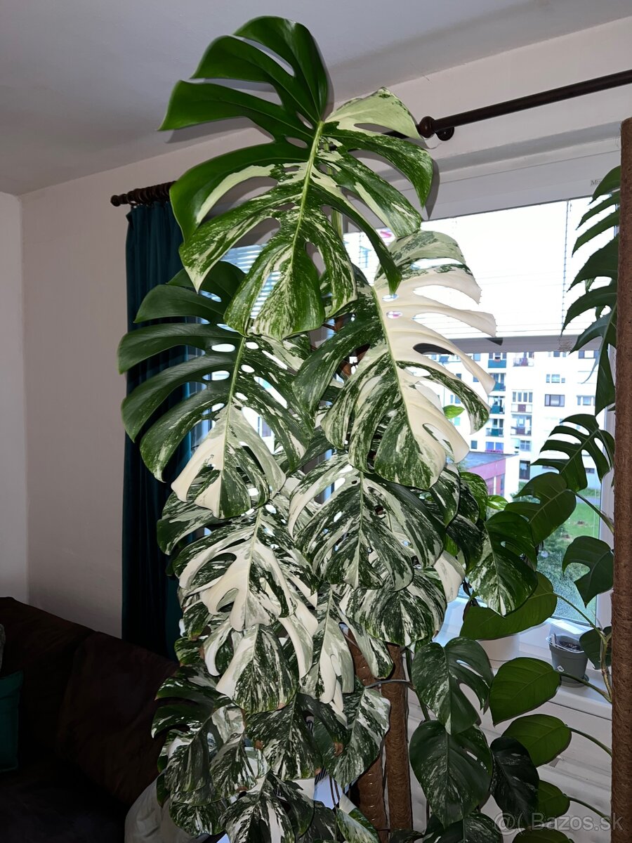 Monstera deliciosa albo - 5