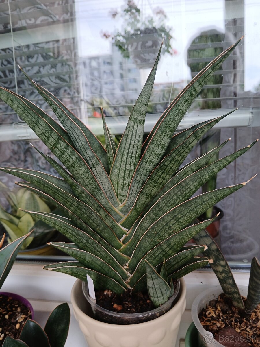 Sansevieria Ao77 - 5