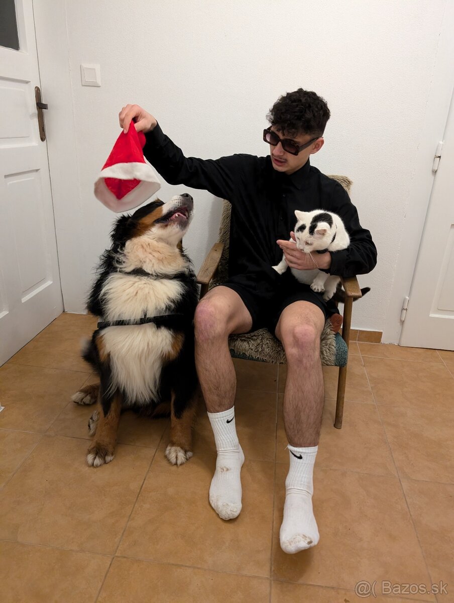 Bernský salašnícky pes - krytie - 5