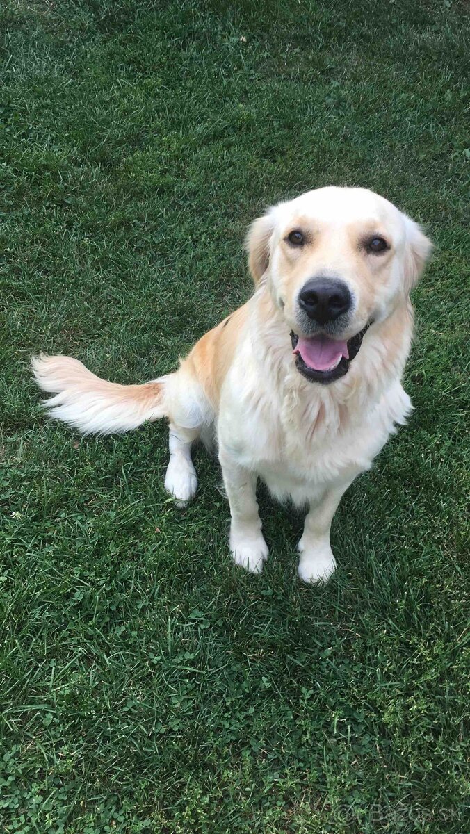Zlatý retriever - 5