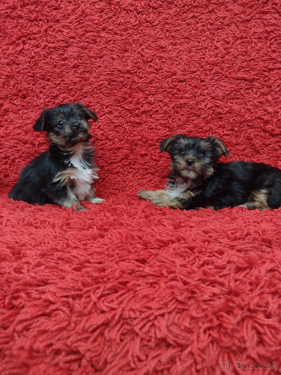 Yorkshirsky teriér, Yorkshire, York - 5