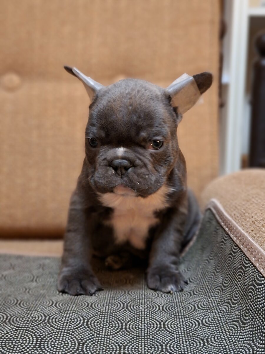 Francúzsky buldoček modrý - 5