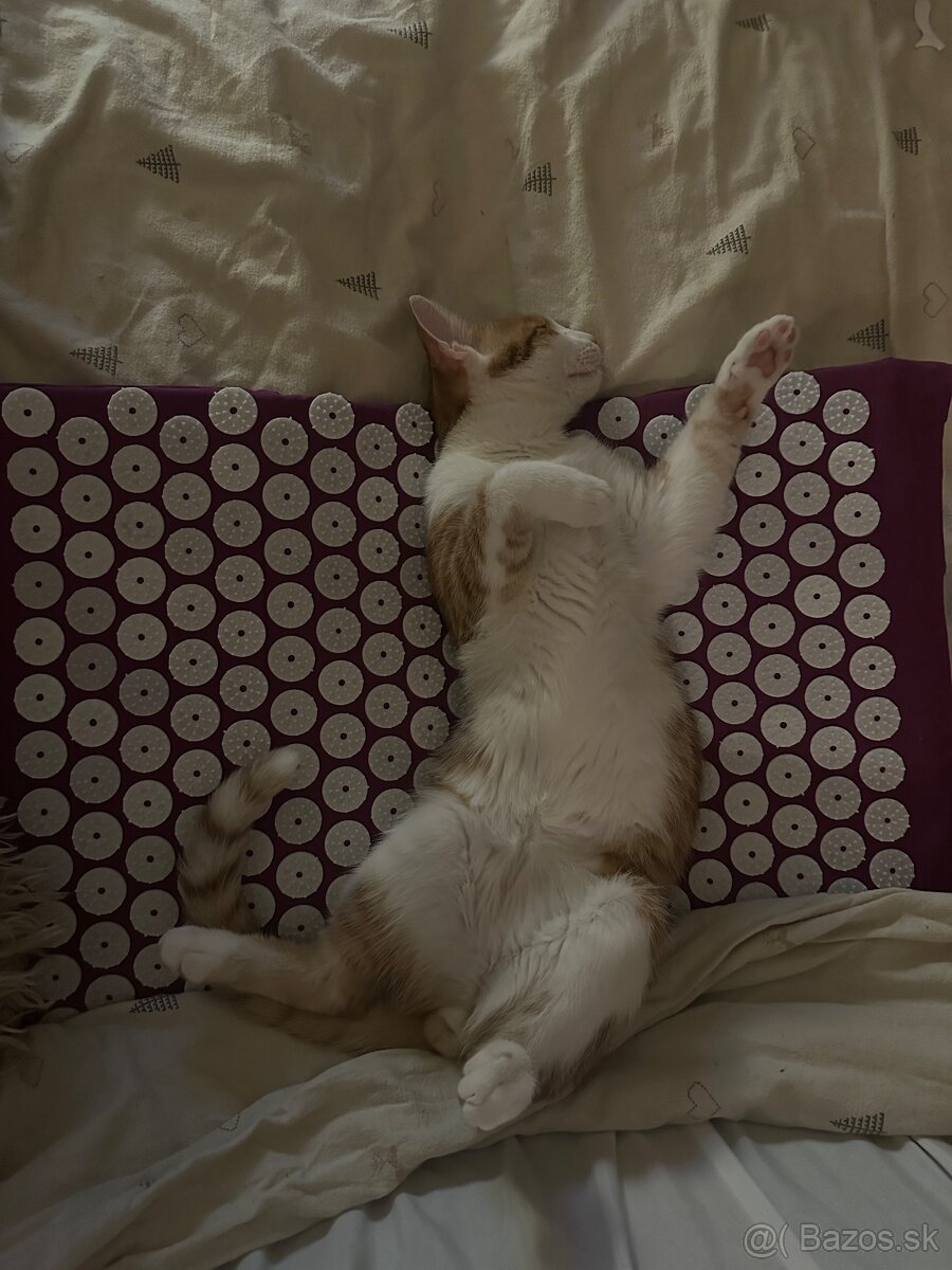 Kocur Rudolf zadarmo - 5