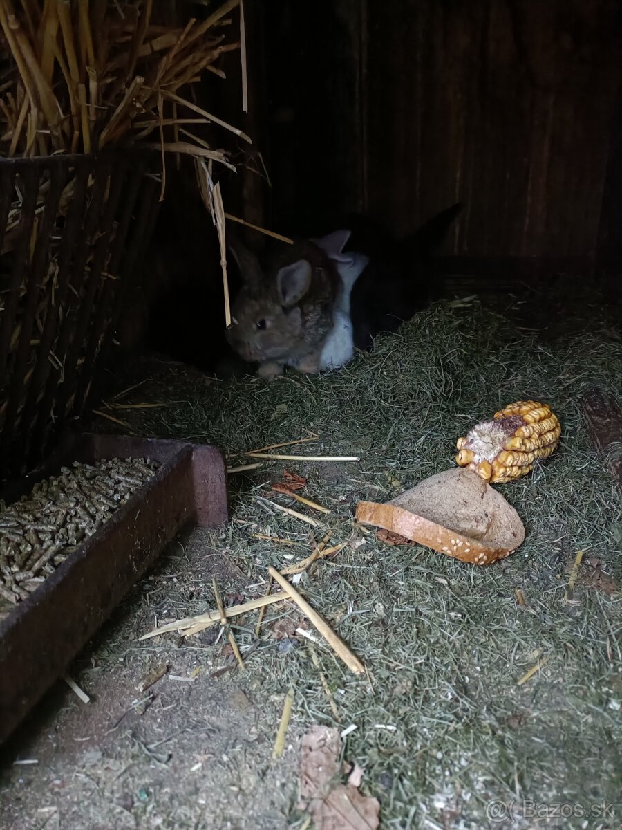 Predám králiky - 5