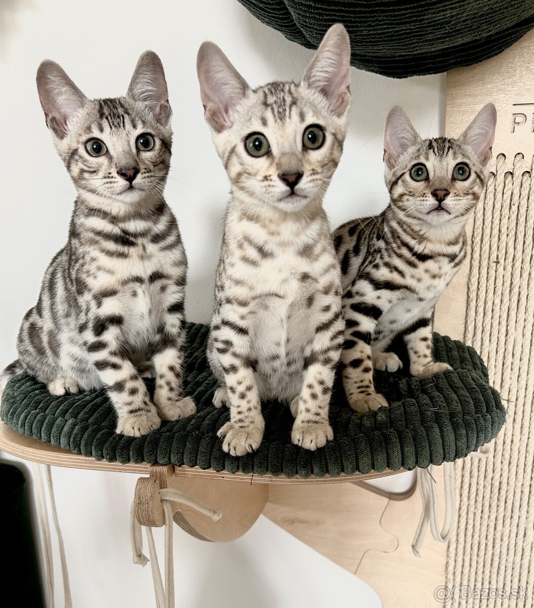 Bengálska mačka s PP - 5