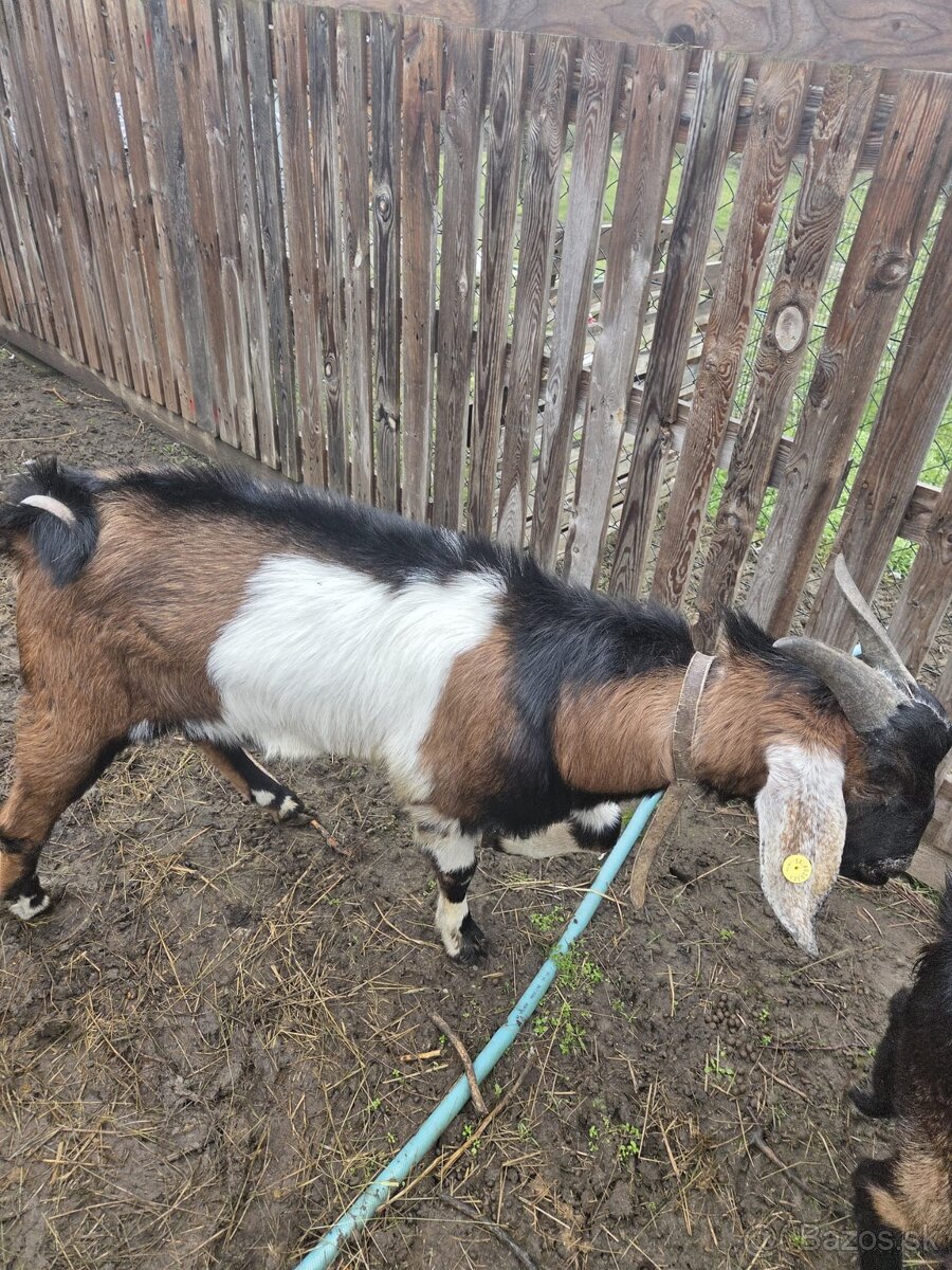 cap na pripustenie - 5