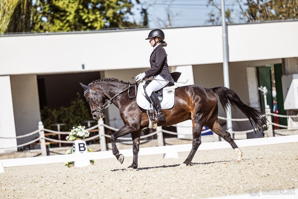 Skúsený pony B (146 cm) do drezúry, aj do parkúru - 5