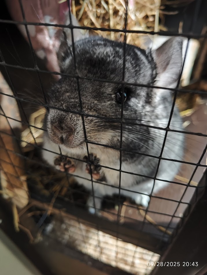 Hľadá sa 5-hviezdičkový domov pre činčilu Lumpíka - 5