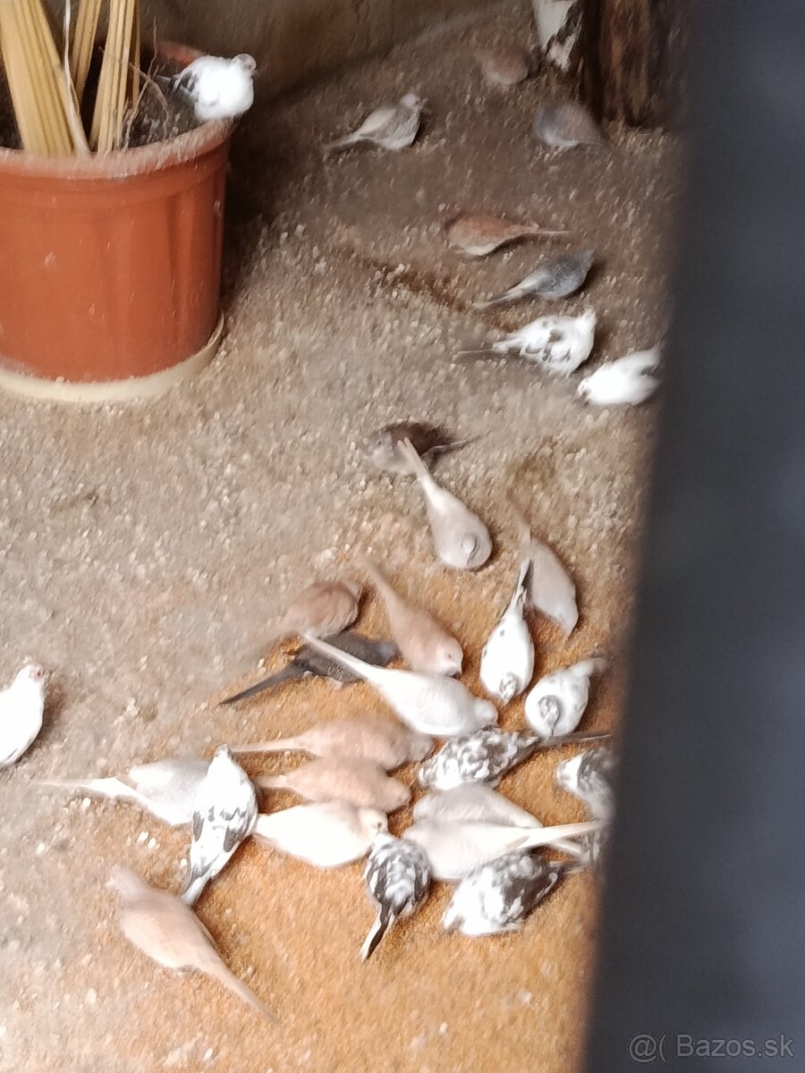 Kanáriky, zebričky, ryžovníci, holúbky - 5