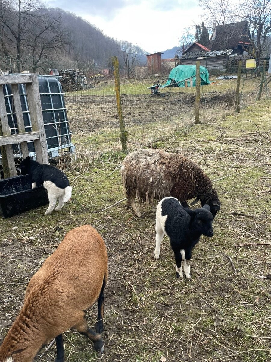 Predám ovečku s jahniatkami. - 5