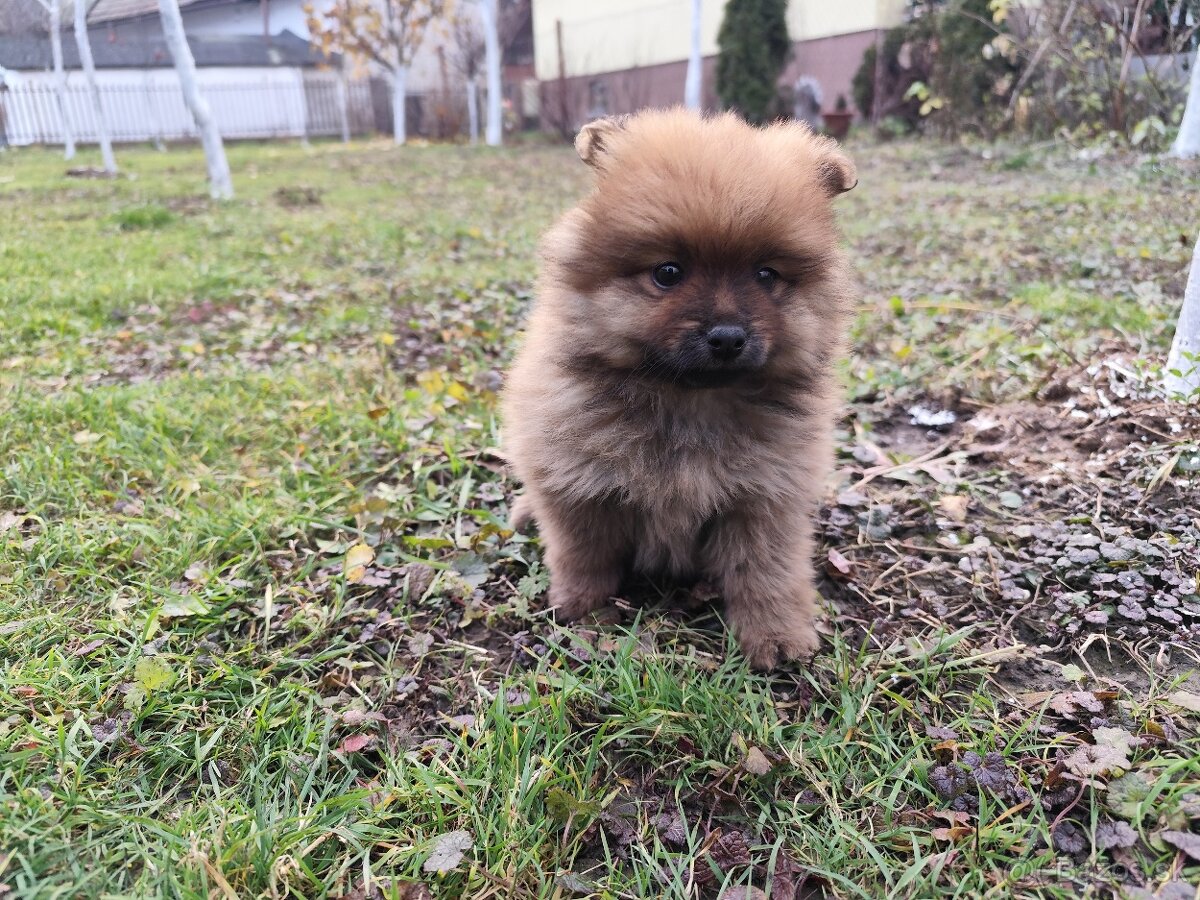 Nemecký Špic malý - 5