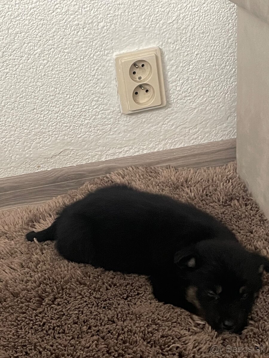 Šteniatko fenka - 5