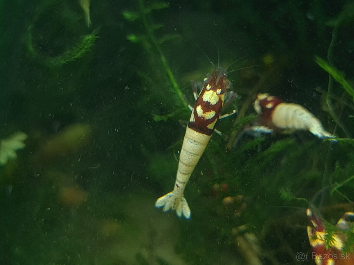 Predám krevetky Pinto Spotted Head - 5