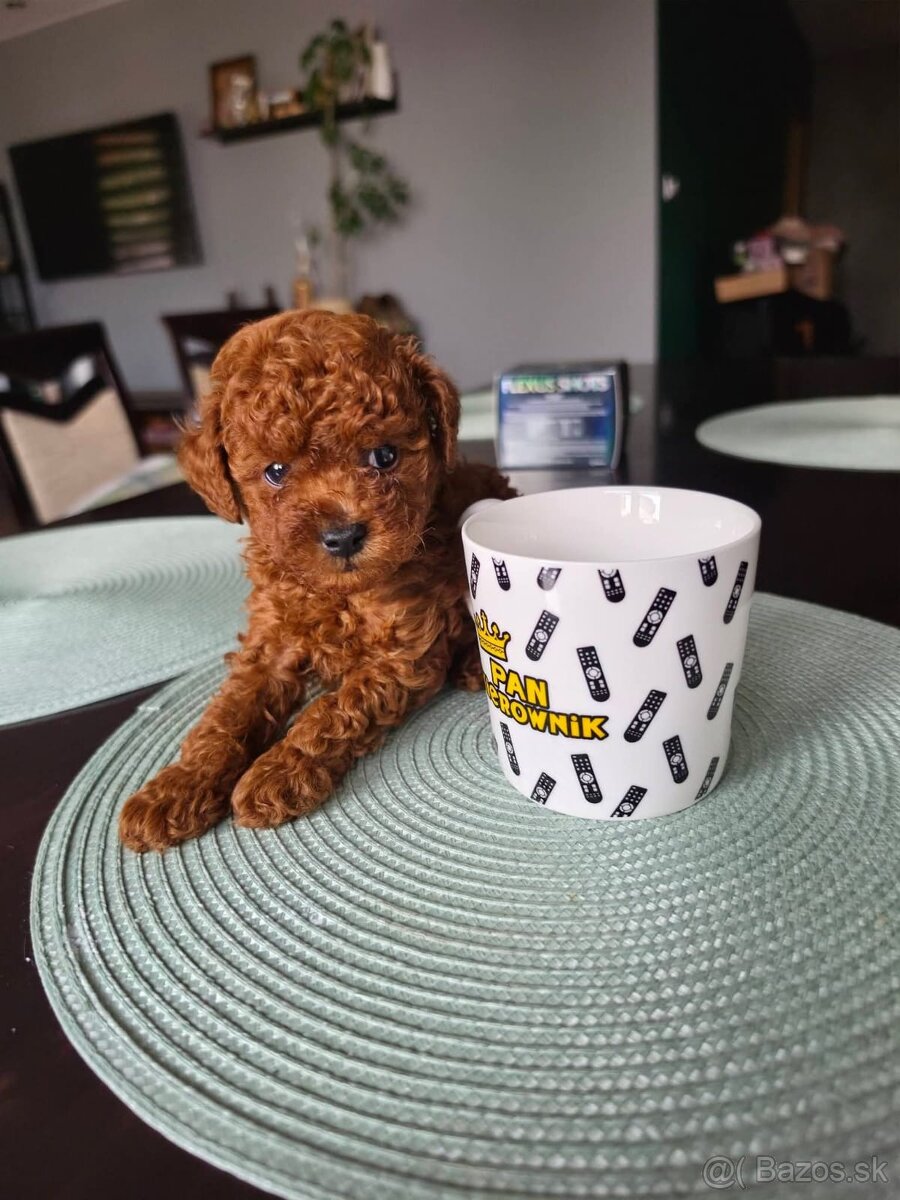 toy pudlik - 5