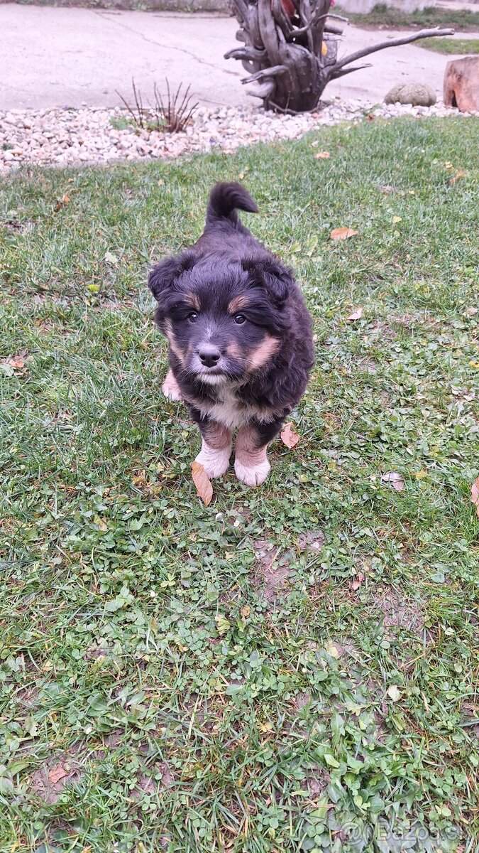 Darujem šteniatko - 5