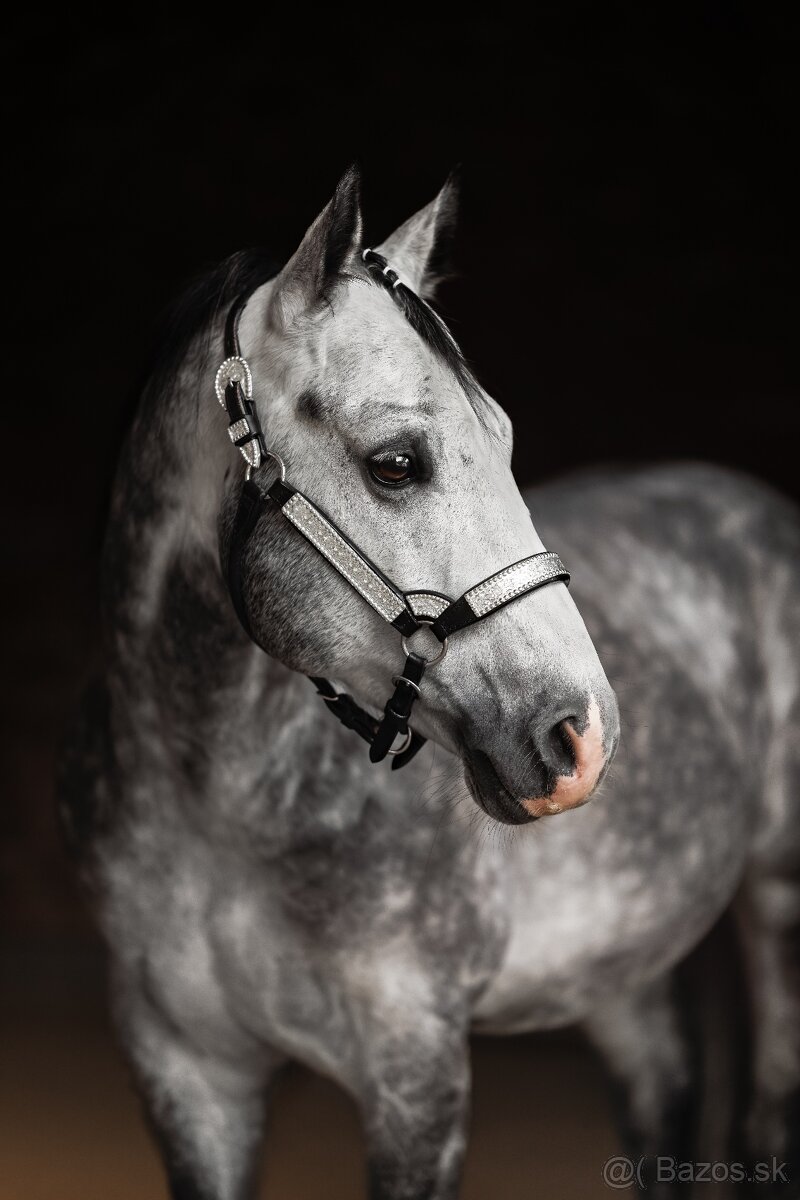 Pripúšťanie QH žrebcom - 5